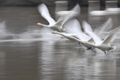 古徳沼の白鳥７