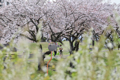 桜川の堤防に咲く桜