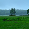 夏の尾瀬沼風景1