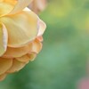 花4