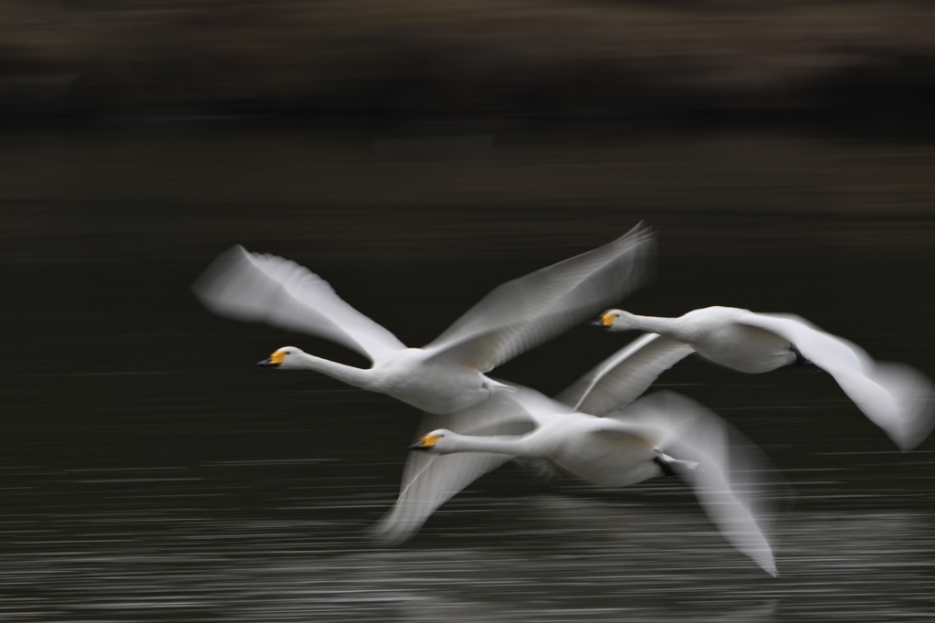 古徳沼の白鳥１０