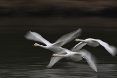 古徳沼の白鳥１０