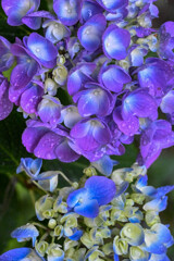 保和苑の紫陽花2