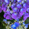 保和苑の紫陽花2