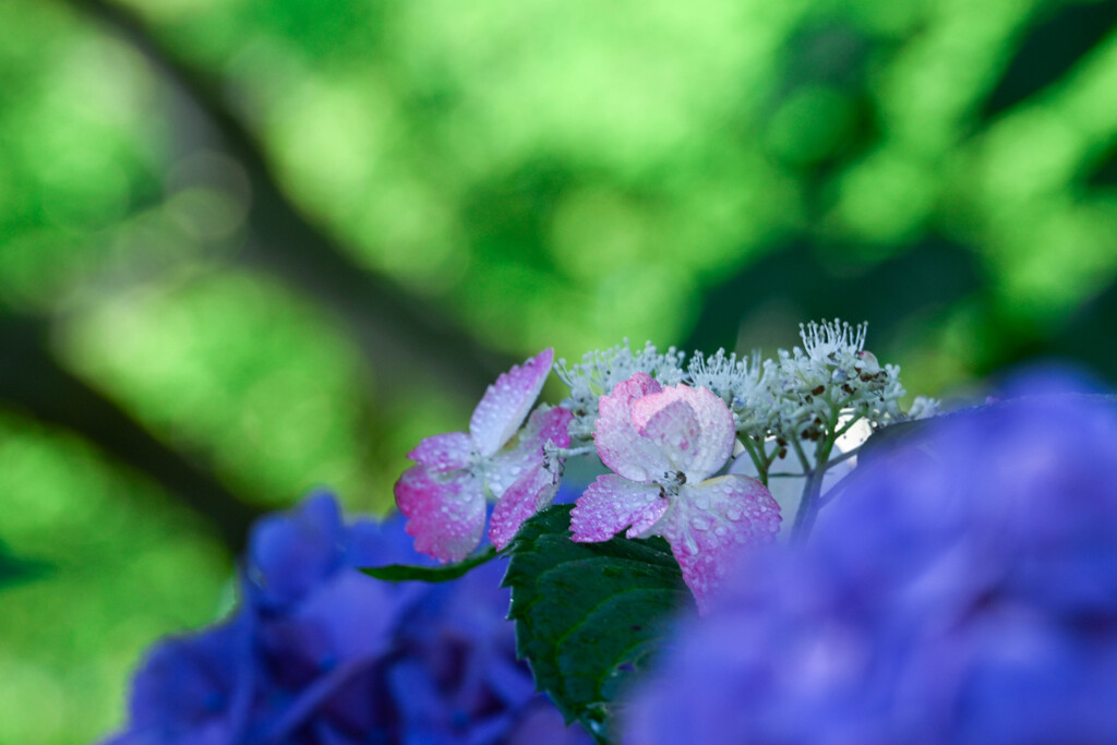 保和苑の紫陽花7