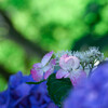 保和苑の紫陽花7