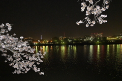 千波湖の桜と水戸の夜景2