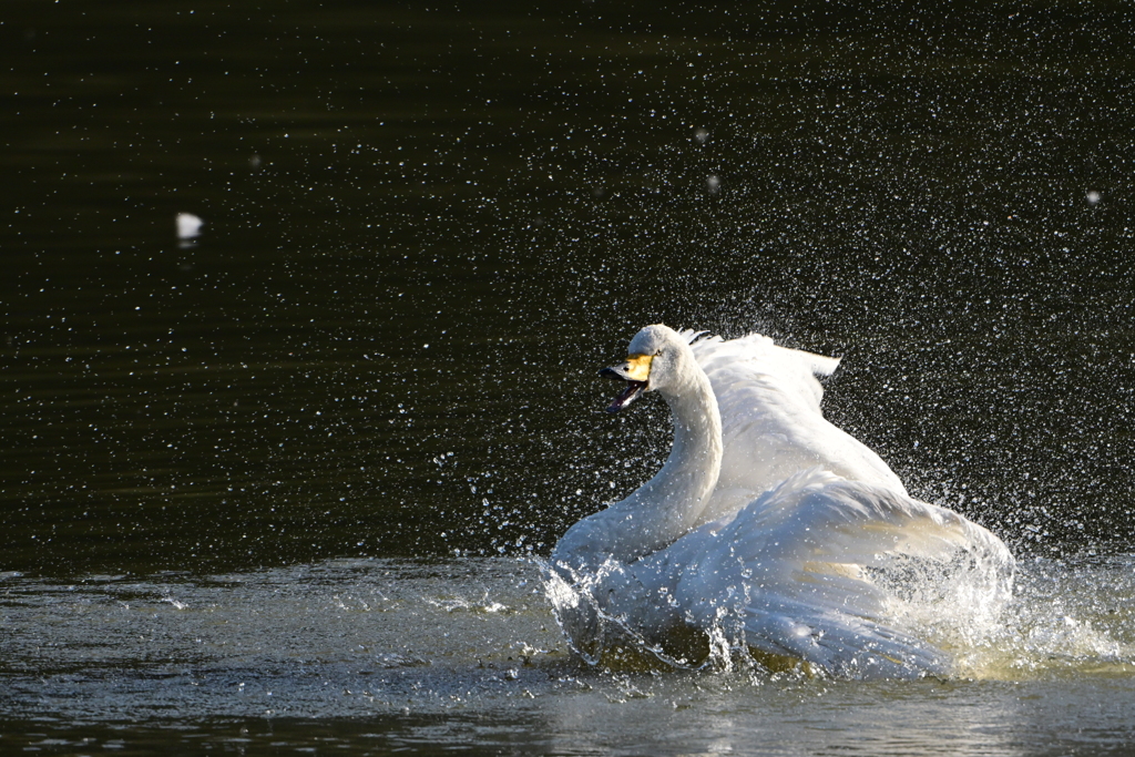 古徳沼の白鳥２