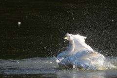 古徳沼の白鳥２