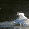 古徳沼の白鳥２