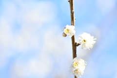 弘道館梅林2