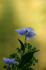 保和苑の紫陽花1