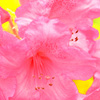 花2