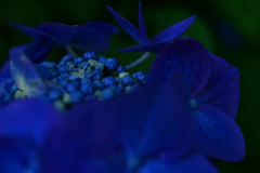 保和苑の紫陽花3
