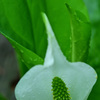大きな水芭蕉