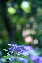 保和苑の紫陽花5