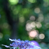 保和苑の紫陽花5