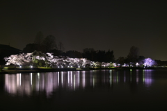 千波湖に咲く桜のライトアップ