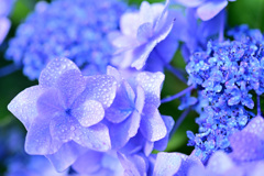 宝石の様な紫陽花