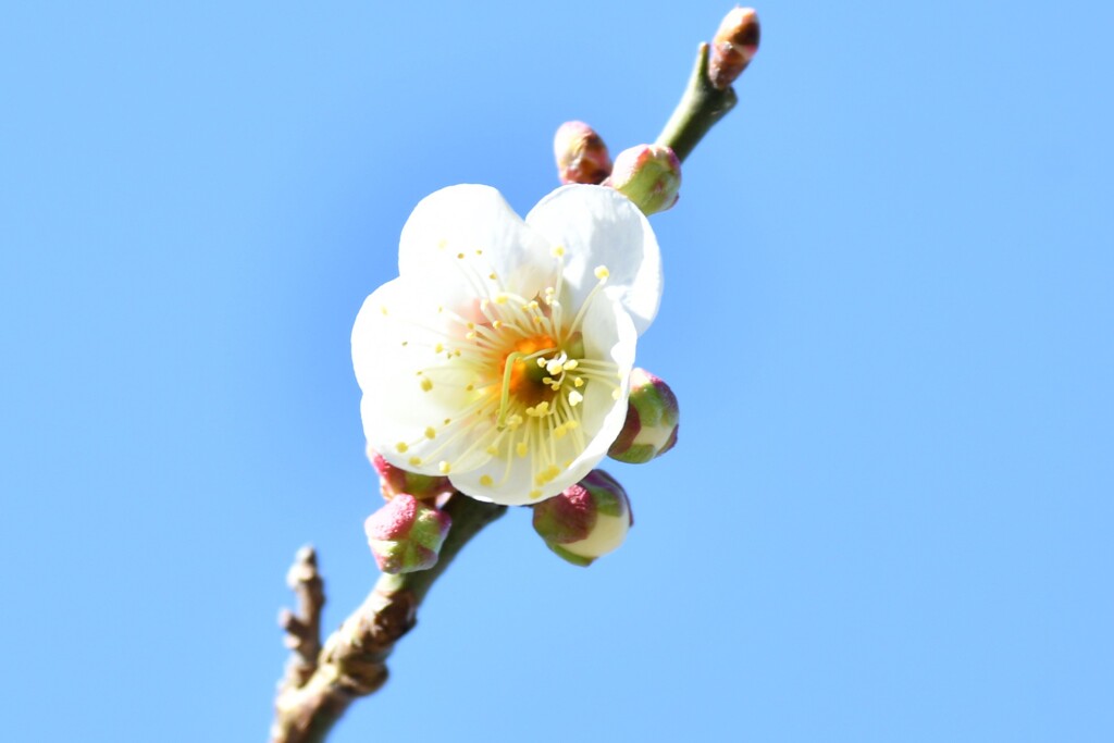 弘道館梅林3