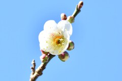 弘道館梅林3