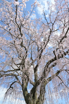 矢板式記念館の桜