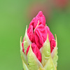 花3