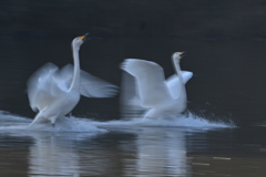 古徳沼の白鳥４