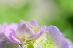 やさしく咲く紫陽花