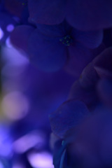 保和苑の紫陽花2