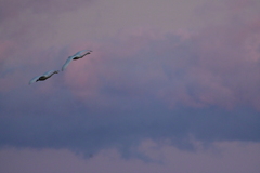 古徳沼の白鳥１