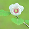 花1