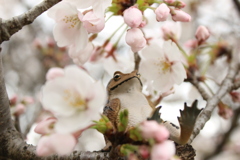 アズマくんと桜2