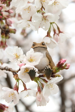 アズマくんと桜