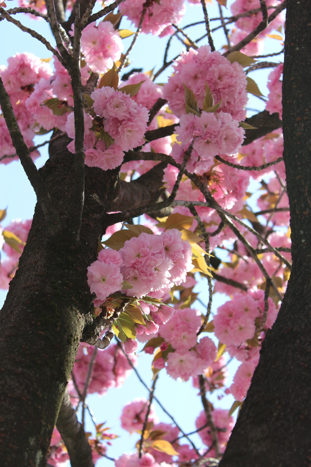 八重桜