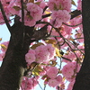 八重桜