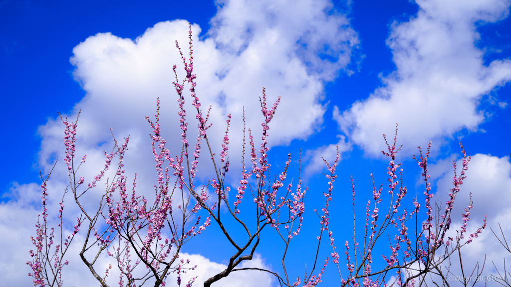 花高く