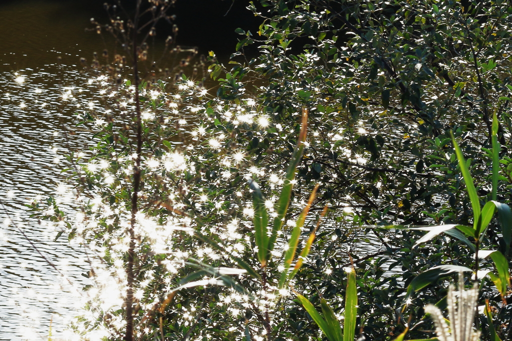 キラキラ輝く水面からの木漏れ日