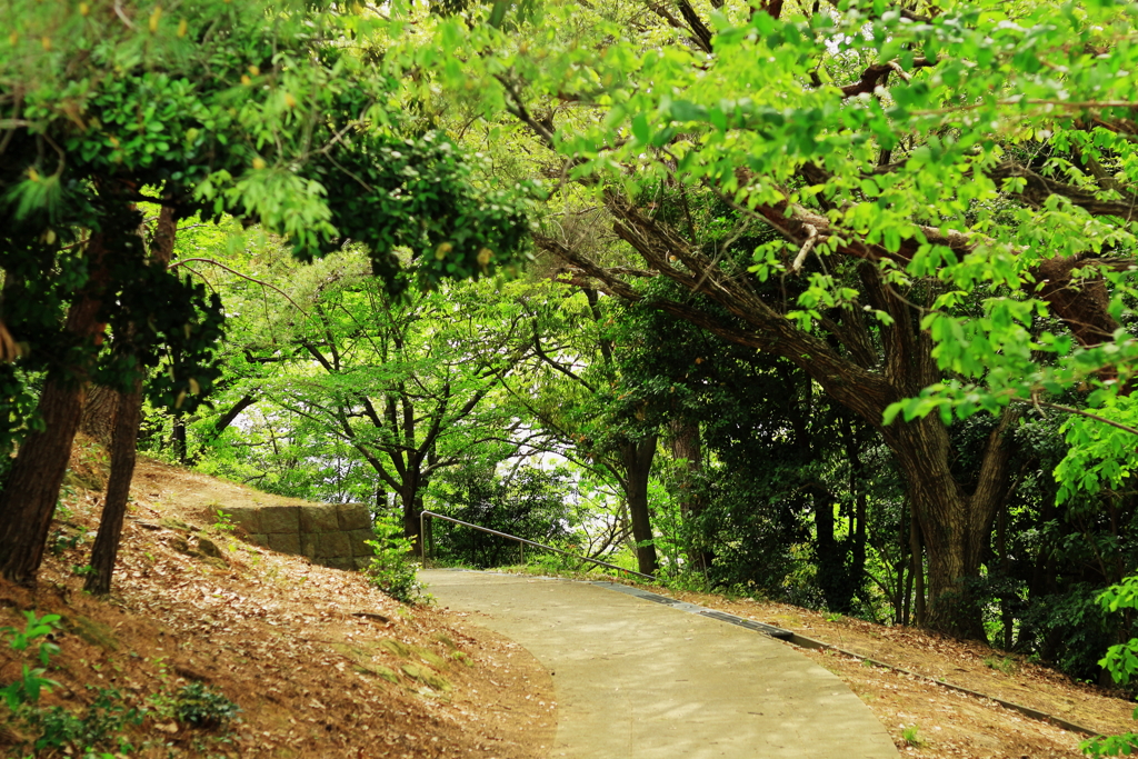 祖原公園の小道