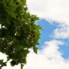 夏の毬栗