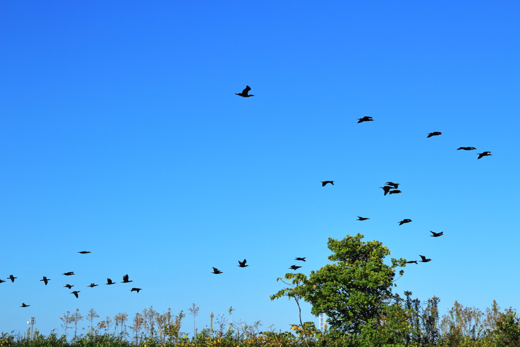飛び立つ鳥の群れ