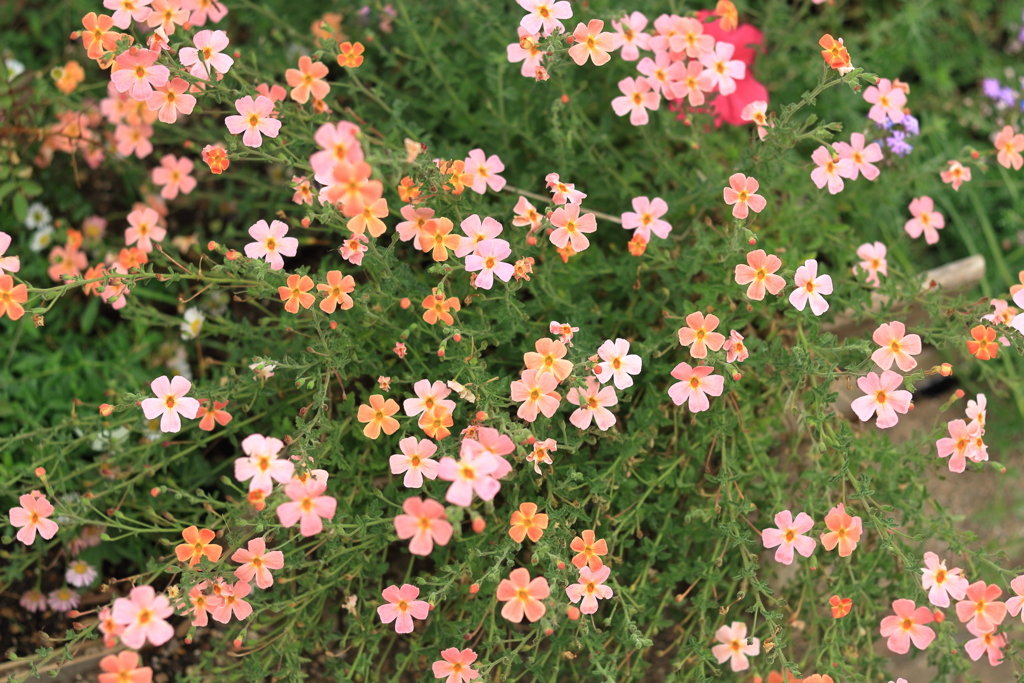 道沿いに咲いていた綺麗な花