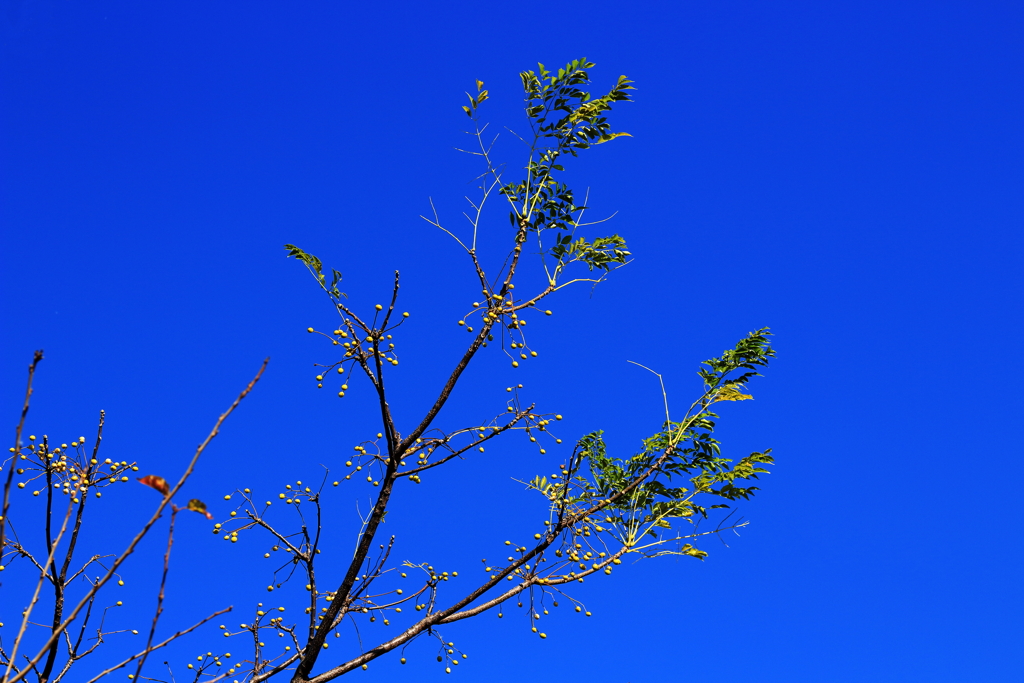 青空に溶け込んだ木の実