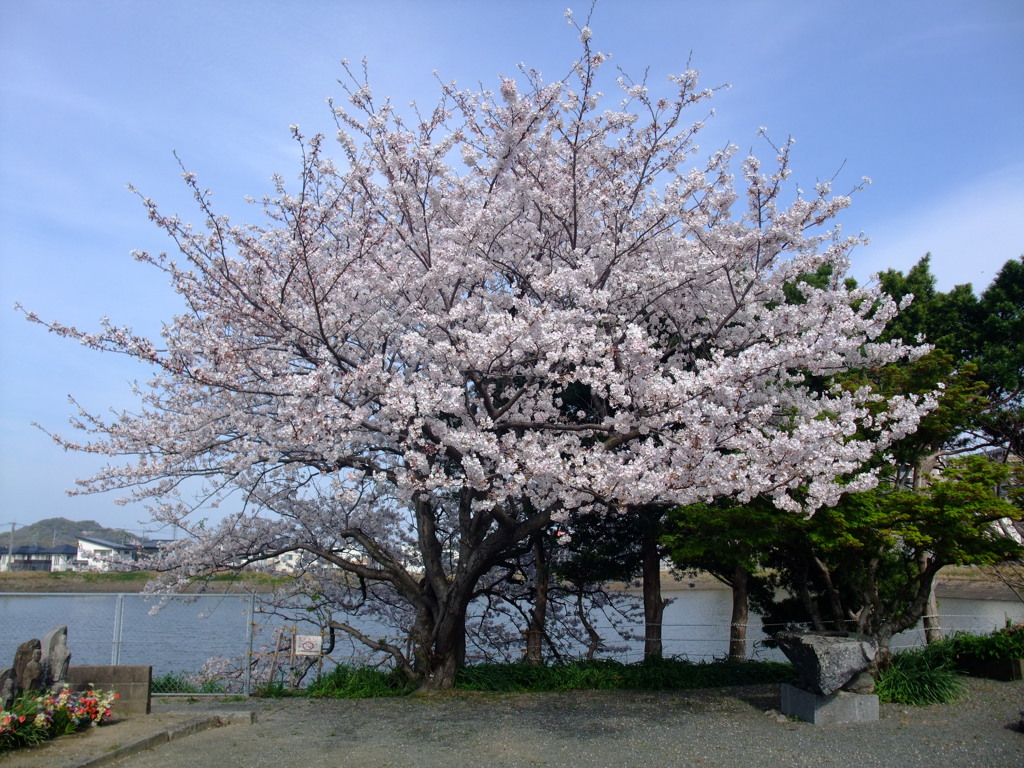 溜池の畔にある満開桜