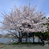 溜池の畔にある満開桜