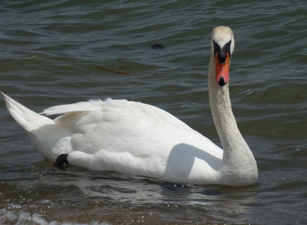 オオハクチョウ