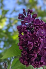 PXL_20210526_062553438.PORTRAIT~3