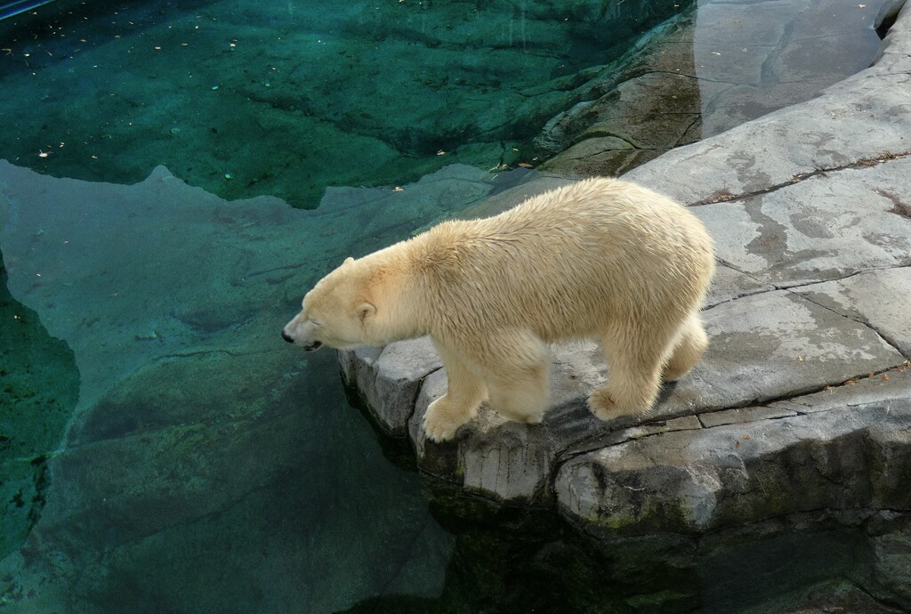 ホッキョクグマ