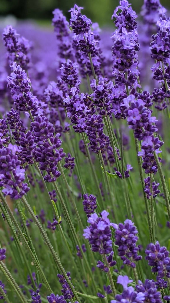 ラベンダー（札幌／幌見峠）