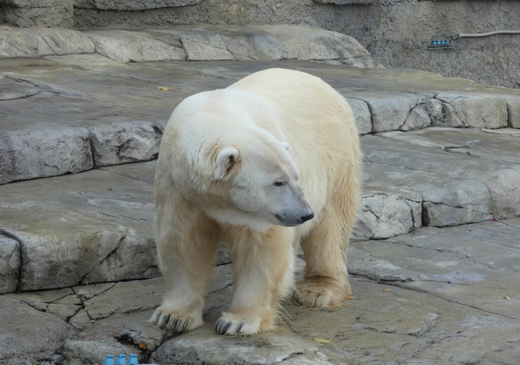 ホッキョクグマ